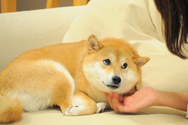 Pds Exblog Jp Pds Exblog Jp