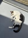 猫じまん