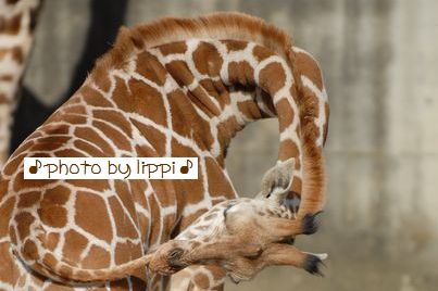 Giraffe blog : ノブコ