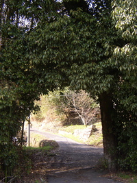 樫の木の谷にて