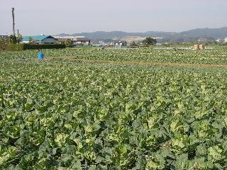 a0003150_12010.jpg