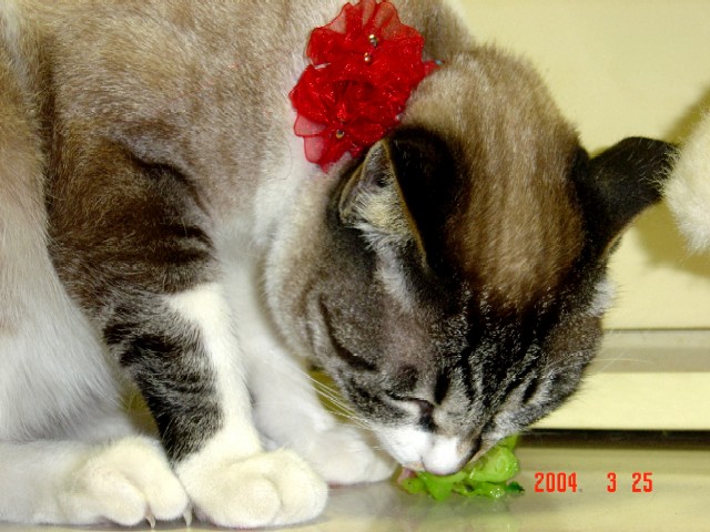a0005691_64734.jpg