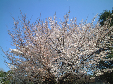 a0010854_213321.jpg