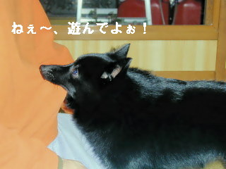 a0009750_12301.jpg