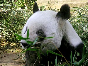 a0001971_17829.jpg