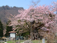 a0011999_175143.jpg