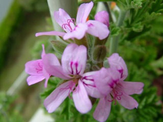 a0011716_18435.jpg