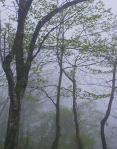 a0009747_1146.jpg