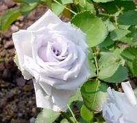a0012575_19551.jpg
