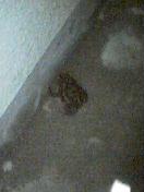 a0016794_2436.jpg