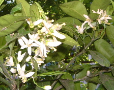 a0011999_112910.jpg