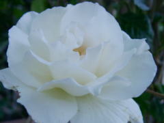 a0009747_23430.jpg