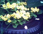 a0020929_23422.jpg