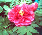 a0020929_81755.jpg