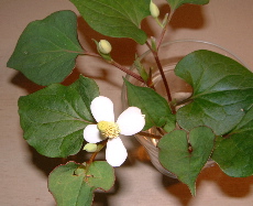 a0011999_184419.jpg