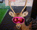 a0005233_102112.gif