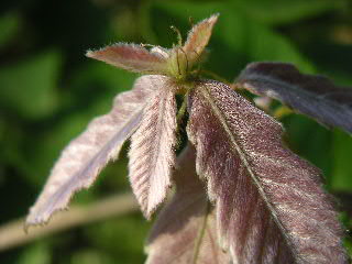 a0016829_232459.jpg