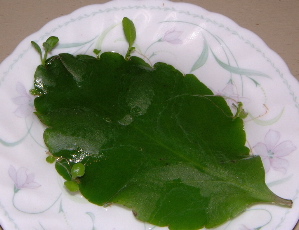 a0011999_2180.jpg