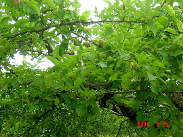 a0005691_165214.jpg