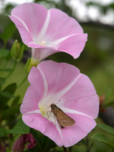 a0003746_15334.jpg