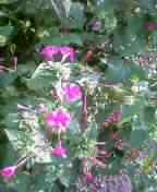 a0008622_14020.jpg