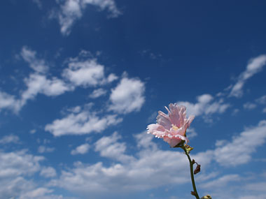 a0003746_175037.jpg