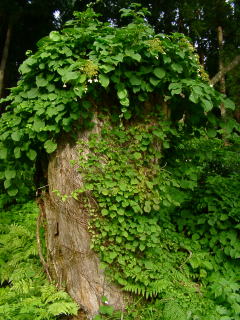 a0009747_23268.jpg