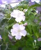 a0027280_20229.jpg