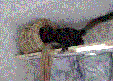a0026775_151120.gif
