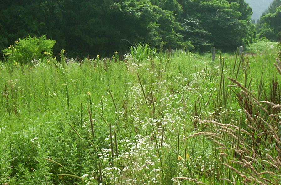 a0029157_1414273.jpg