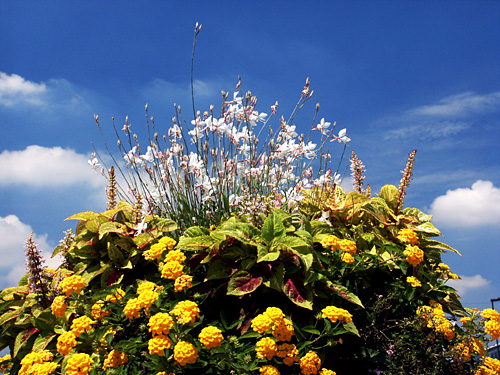 a0003746_16474879.jpg