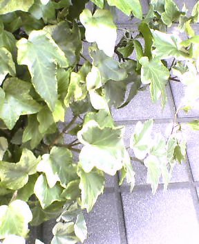 a0025847_21213250.jpg