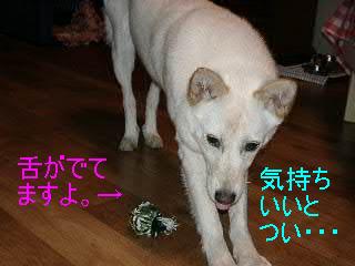 b0006329_21271035.jpg