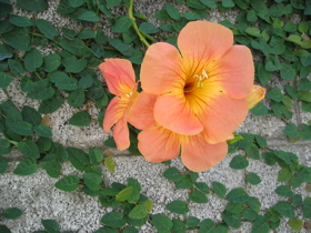 a0027280_15313137.jpg