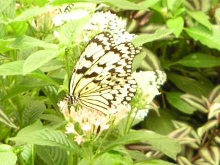 a0018200_11305587.jpg
