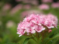a0016829_198507.jpg