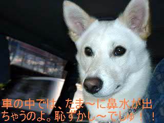 b0006329_22241374.jpg