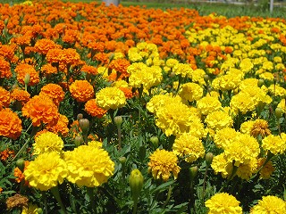 a0023043_1125438.jpg
