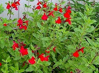 a0035678_17432490.jpg
