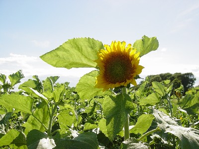 a0016311_11484251.jpg