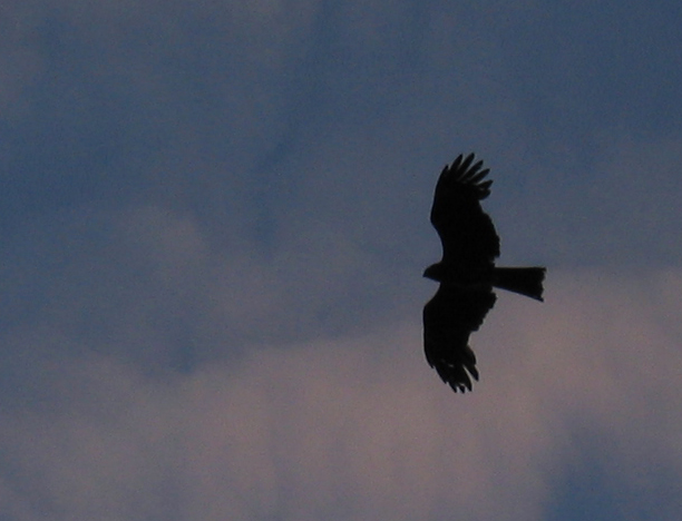 a0008622_12373455.jpg