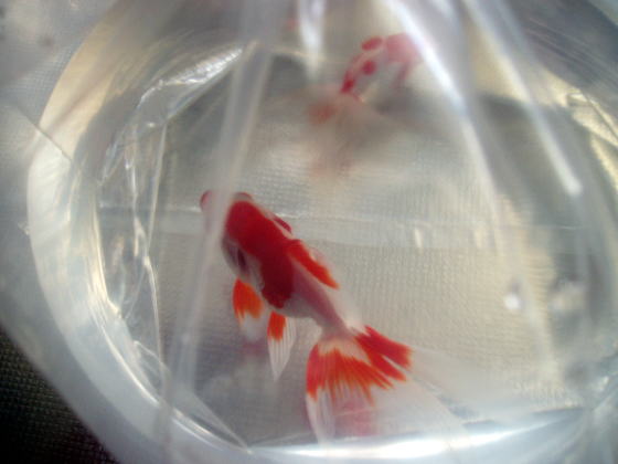 琉金・金魚