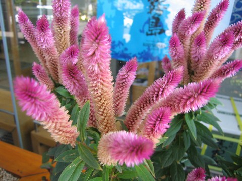 a0004023_8372124.jpg
