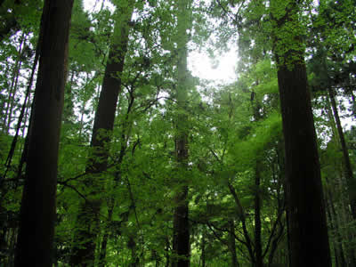 b0005662_759732.jpg