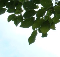 b0006774_1933502.jpg