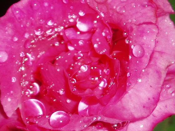 薔薇・バラ