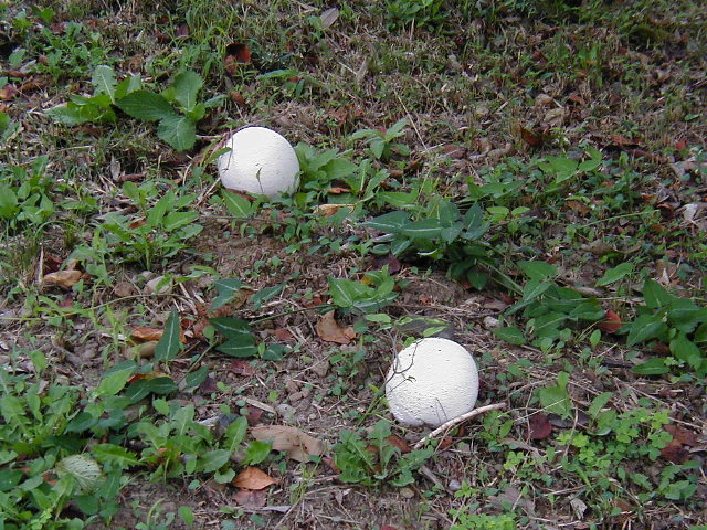 a0005667_92363.jpg