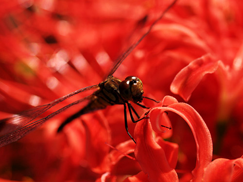 a0003746_1730326.jpg