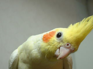 b0026110_1657345.jpg