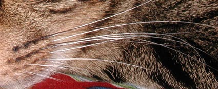 b0023728_91517.jpg